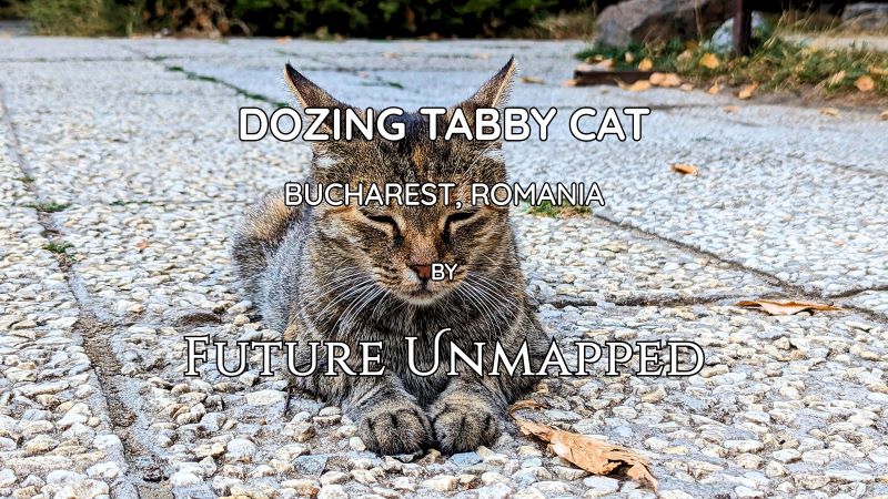 Open-air village museum cat relaxes on stone pellet pavement next to dry leaf - cognizant of surrounding sounds - unfazed by constant activity from strangers.