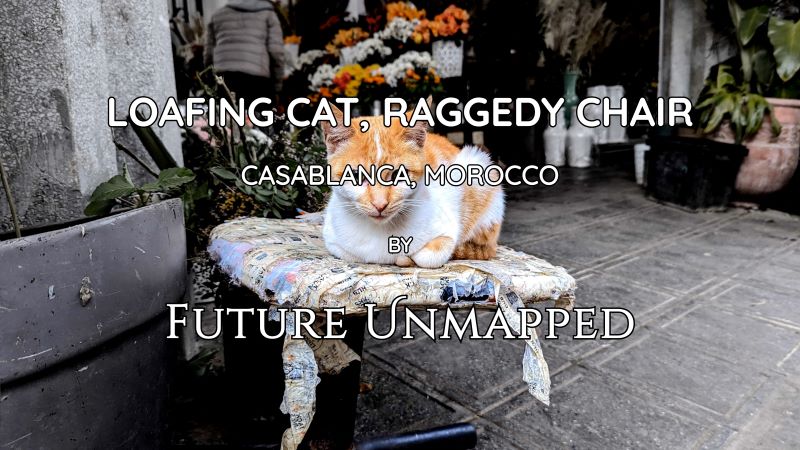 Street cat loafs atop old damaged chair - welcoming early-morning cruise tourist walkers - generating new business for local flower and fish market vendors.